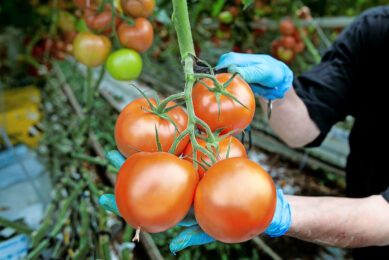 Tomatenprijzen in de EU onder vijfjarig gemiddelde. - Foto: Joep van der Pal