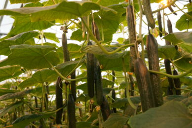 Extra dicht geplant voor belichte najaarsteelt komkommer
