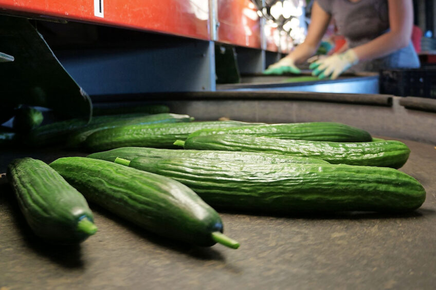 Komkommerprijzen onder druk nu. Foto: Gerard Boonekamp
