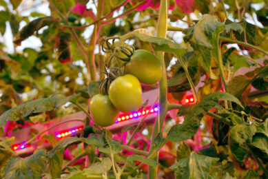 Tomaten duurst in zeker vijf jaar in Duitse winkels. - Foto: Misset