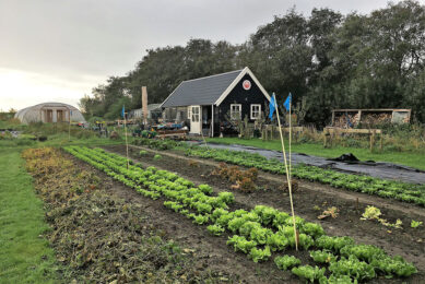Met de Tuin Naast De Branding heeft Schiermonnikoog in plaats van nul nu één tuinbouwbedrijfje. - Foto's: Ton van der Scheer