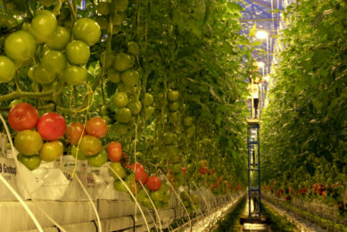 Nederlandse tomatenprijzen trekken bij binnen EU
