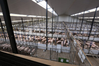 Een modern varkensbedrijf van voldoende omvang moet de basis zijn voor een rendabele toekomst.<br /><em>Foto: Bert Jansen </em>