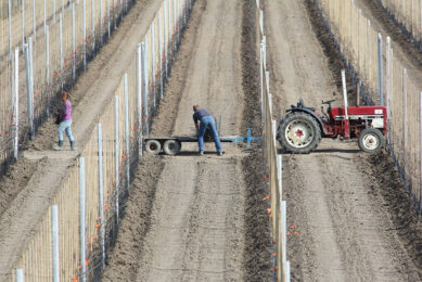 Archieffoto van appelaanplant in Nederland. Nederland is in Europa geen top-10 speler in de productie. Foto: ANP COPYRIGHT VIDIPHOTO