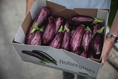 De speciale aubergine wordt vanwege de kleurverdeling graffiti-aubergine genoemd. - Foto: The Greenery Growers.