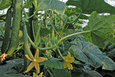 Groei bij onder meer komkommer leidt tot omzetgroei BelOrta. Foto: Misset.