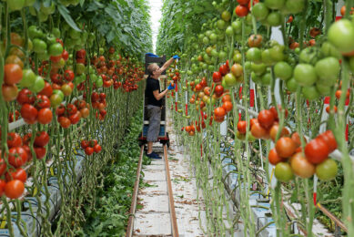 Tomaten plukken. - Foto: Gerard Boonekamp