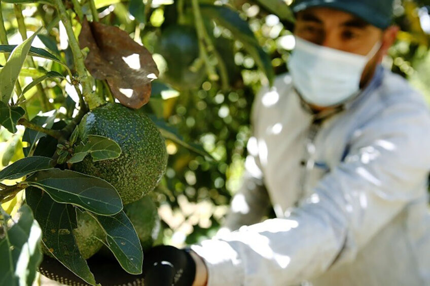 Avocadoplukker in Colombia. Colombia scoort laag op arbeidsomstandigheden. - Foto: ANP