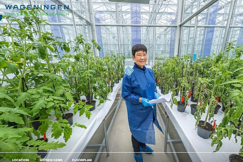 Prof.dr. Yuling Bal tussen met Clavibacter geïnfeceteerde tomatenplanten in onderzoekskas Serre Red. - Foto: WUR