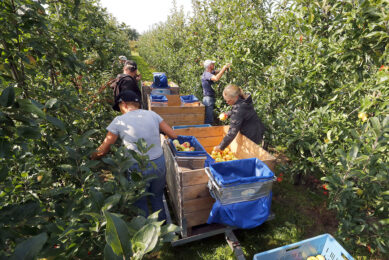 Bij appeloogst gaan de minste appels naar de industrie voor verwerking. - Foto: Bert Jansen.