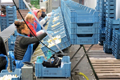 Nederlandse asperges sorteren straks door mensen uit andere werelddelen of door robots?   Foto: Ton van der Scheer