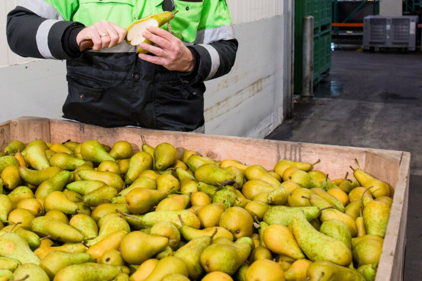 Fruitmasters richt de afzet op meer markten, zoals China. Foto: Herbert Wiggerman