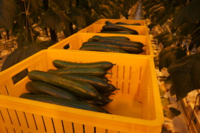 Komkommerprijs kruipt uit diep dal