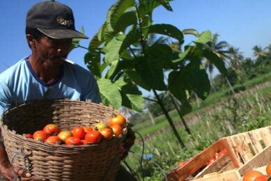 Hulp aan 10.000 groentetelers Indonesië opmaat naar handel