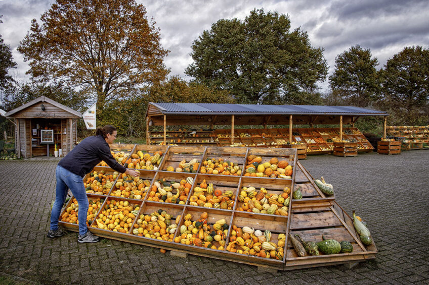 Groente kopen 'bij de boer', zoals bij deze pompoenkweker in Brabant,  deed het in 2020 ook geweldig. - Foto: Dolph Cantrijn/ANP