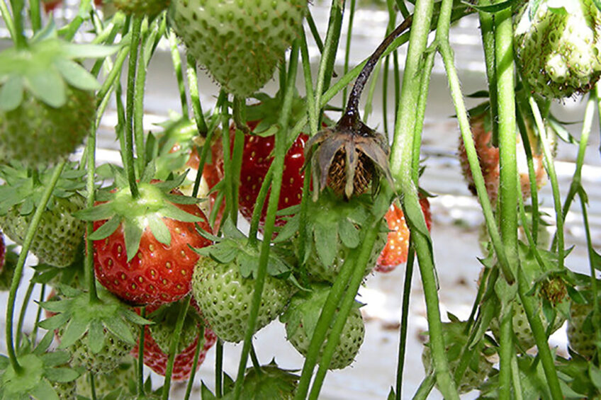 Aardbeien en ander zachtfruit zorgen voor groei Zaltbommel. Foto: Misset.