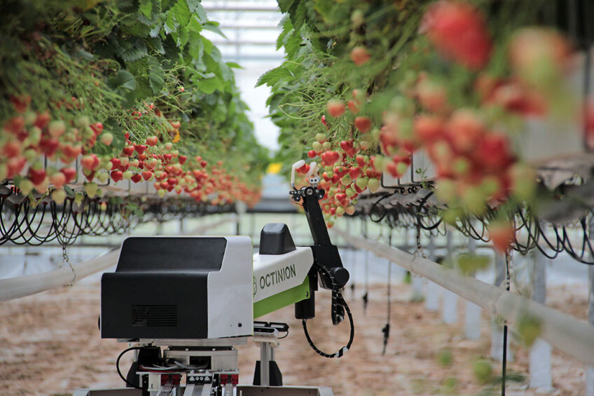 Voor het oogsten van aardbeien is robotisering in een stroomversnelling geraakt. - Foto: Octinion
