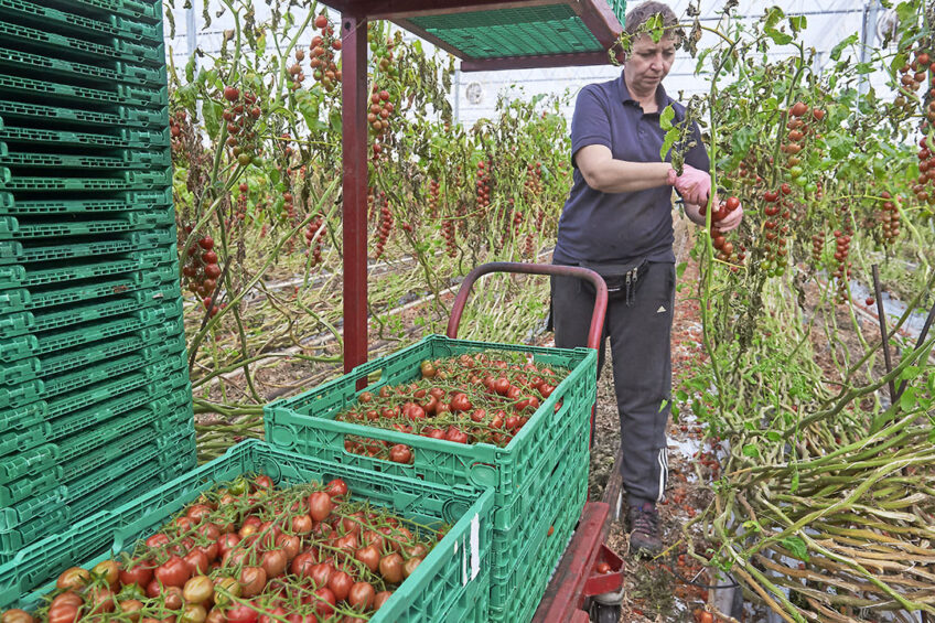 De laatste oogst voor de teeltwisseling. De goede tomatenprijzen zorgden voor een plus in de opbrengsten over 2021. - Foto: Van Assendelft