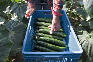 KCB: volop Nederlandse komkommers