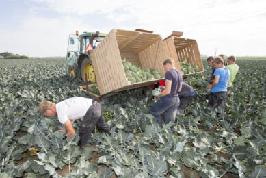 Broccoli-oogst in Friesland. Door directe contracten met supermarktbedrijven komen consumentenwensen snel door bij grote vollegrondsgroentetelers. - Foto: Anne van der Woude