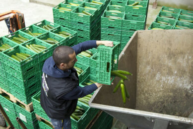 Komkommers worden weggegooid ten tijde van de Ehec-affaire. - Foto: ANP