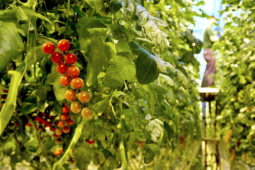 Harvest House wil bij uitol strategie GMO-steun gebruiken. - Foto: Gerard Boonekamp