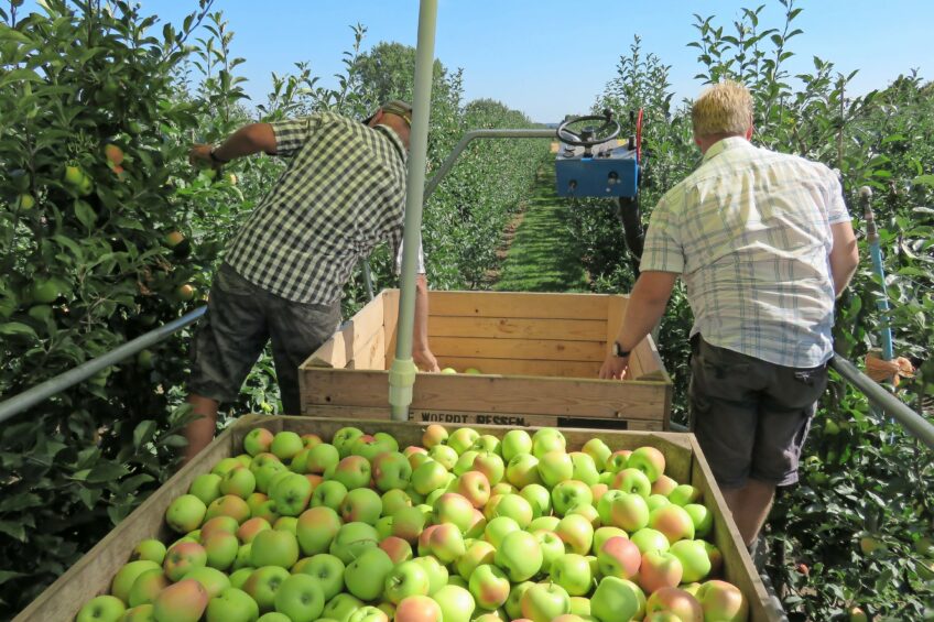 De oogst van zomerappels op het bedrijf van de familie Van Olst. - Foto: Ton van de Scheer