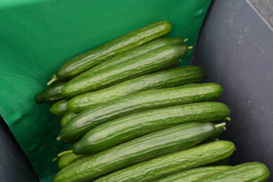 Komkommerseizoen nauwelijks kostendekkend