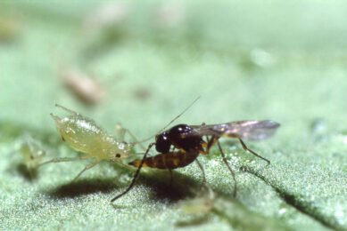 Sluipwesp parasiteert een bladluis. -Foto: Certis Europe
