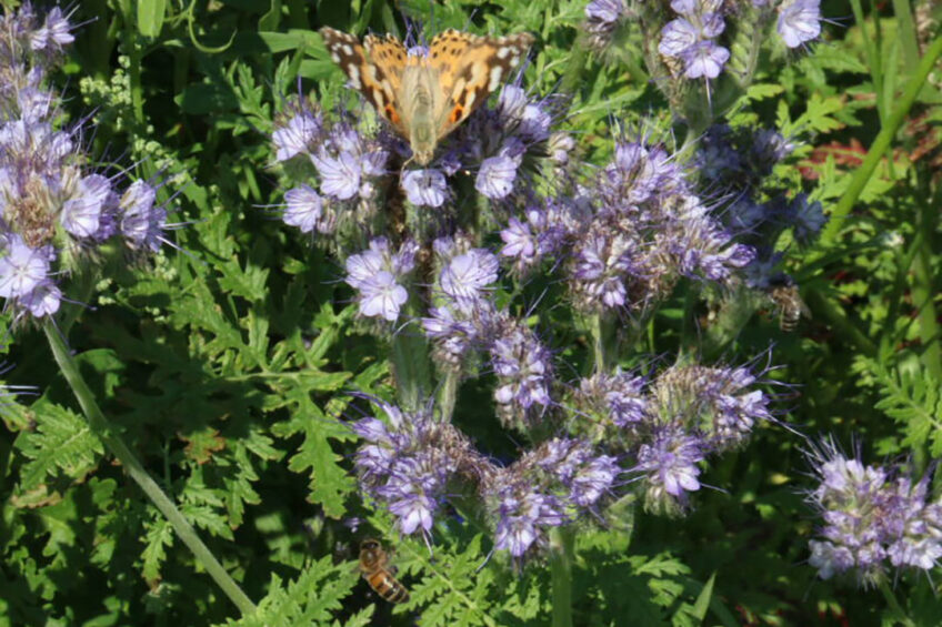 Een vlinder en twee honingbijen zijn op de nectar afgekomen.