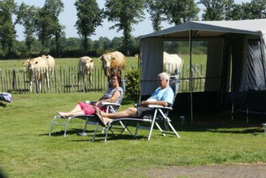 De praktijk is nooit ver weg op camping Het Ven. De gasten van familie Cuypers zitten letterlijk tussen de Blondes. Foto: Henk Riswick