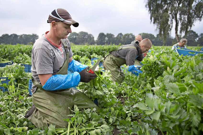 De oogst van bleekselderij. Het tekort aan arbeidsmigranten door de coronacrisis leidt tot problemen in land- en tuinbouw. - Foto: Bart Nijs