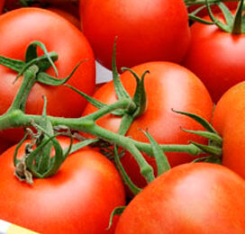 Belichte tomaten goed van start