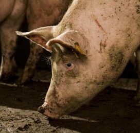 ‘Kansen voor toepassing varkensmest in fruitteelt’