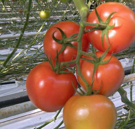 ‘Diffuus glas heeft tomatenplant enorm geholpen’