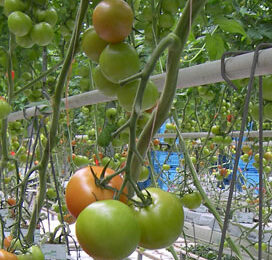 ‘We gaan de laatste tomaten als trossen oogsten’