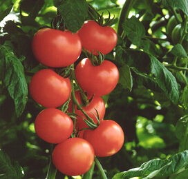 ‘Gemiddeld vruchtgewicht van tomaten was 10 procent te laag’