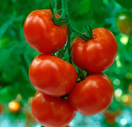 ‘We moesten tomaten-trossen uitsorteren vanwege verbrande kronen’
