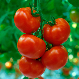 ‘Tomatenproductie is nog nooit zo hoog geweest’
