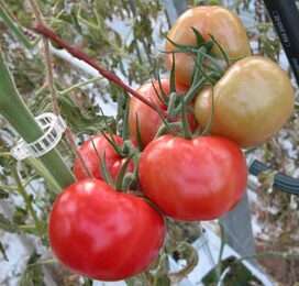 ‘Wachten tot tomaten rood zijn’