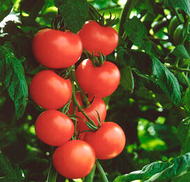 ‘weekproductie tomaat kan naar 2 kilo’
