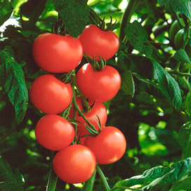 ‘Hoge belasting en temperatuur houden tomatenplant in bedwang’