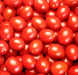België succesvol in specialty-tomaten