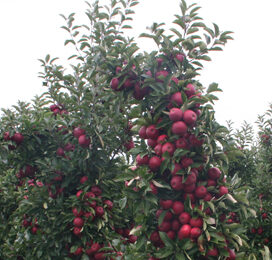 Belgische en Duitse appelproductie fors lager