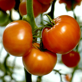 ‘Er hangt nog een mooi eindschot tomaten aan de plant’