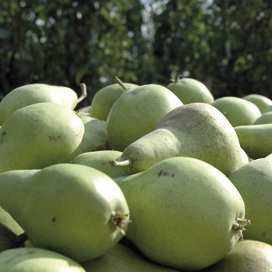Herstel perenmarkt zet door
