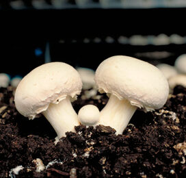 20 procent champignonbedrijven aangepakt