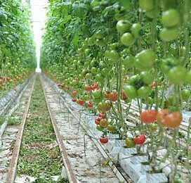 ‘Grotere tomatenbedrijven Westland’