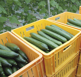‘Beroerde week’ voor komkommerprijzen
