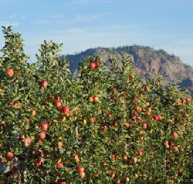 Nieuw-Zeeland verlegt appelexport naar Azië